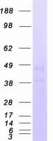 Human C5AR1 / CD88 / C5a Receptor Protein (Recombinant Myc-DDK (Flag))