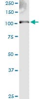 EXT2 Antibody (clone 3G6)