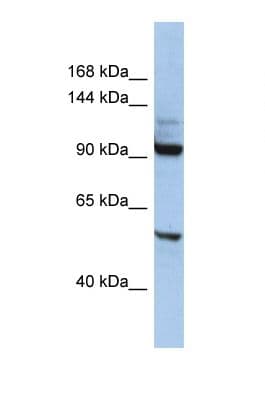 KIF19 Antibody (aa187-236)