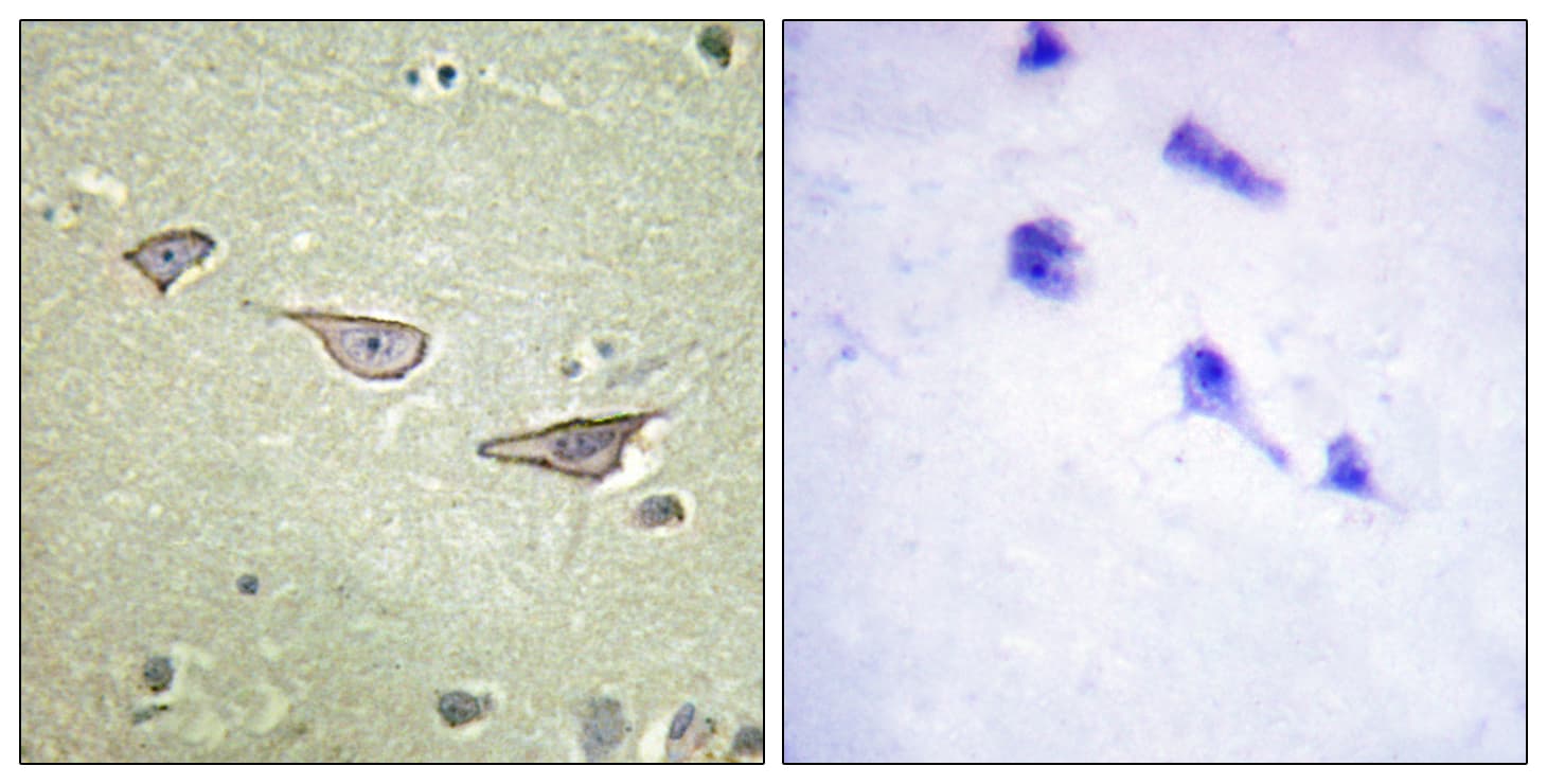 COX15 Antibody (aa181-230)