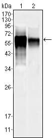 MAPK10 / JNK3 Antibody (clone 10E4A4)