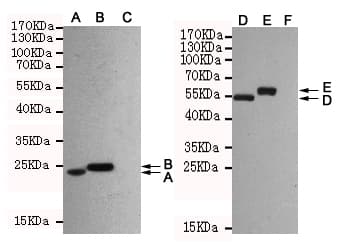 Hemagglutinin / HA Tag Antibody