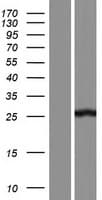 Human AAED1 / C9orf21 Protein (Over-Expression Lysate Myc-DDK (Flag))