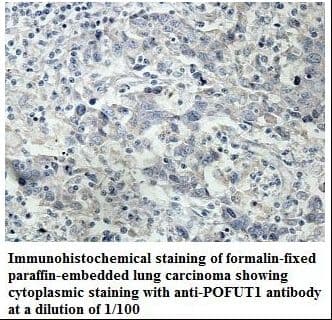 POFUT1 Antibody (aa17-180)