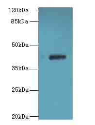 GNA14 Antibody