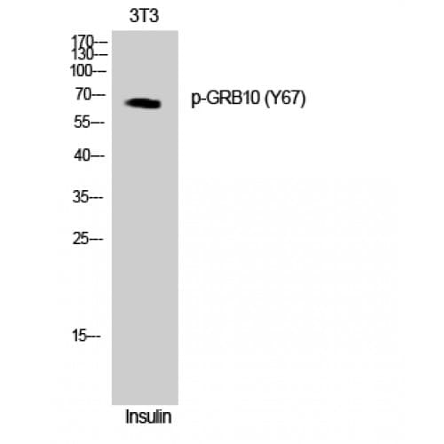GRB10 Antibody (10-90 aa)