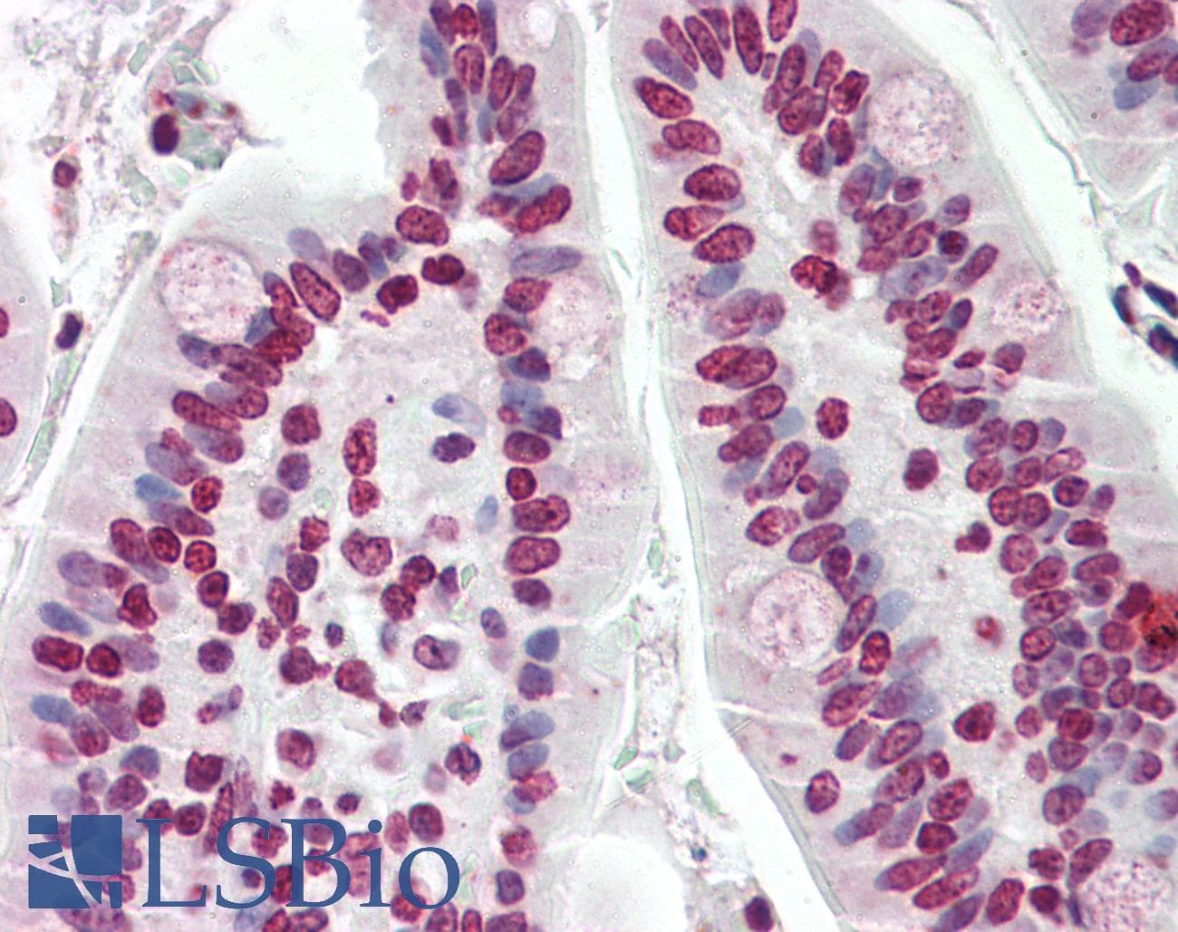 IHC-plus™ SERF2 Antibody