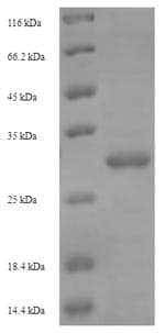 Bacillus Levanase Protein (Recombinant 6His-SUMO, N-terminus)