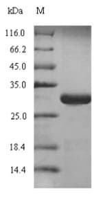 Mouse SLAMF7 / CRACC Protein (Recombinant 6His, N-terminus)