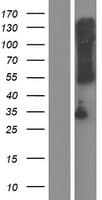 Human TMEM72 Protein (Over-Expression Lysate Myc-DDK (Flag))