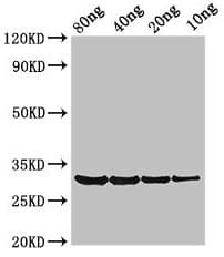 Polyclonal Rabbit anti-Cynodon dactylon LMNA / Lamin A+C Antibody