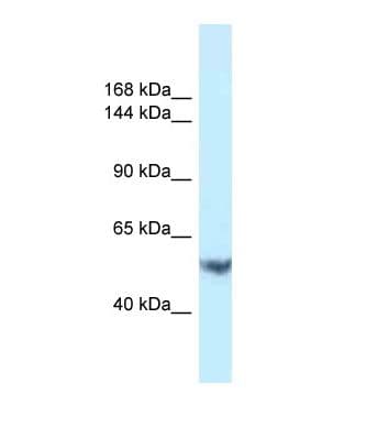 EPHA1 / EPH Receptor A1 Antibody (aa290-339)