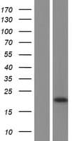 SPTLC1 / HSN1 Protein (Over-Expression Lysate Myc-DDK (Flag))