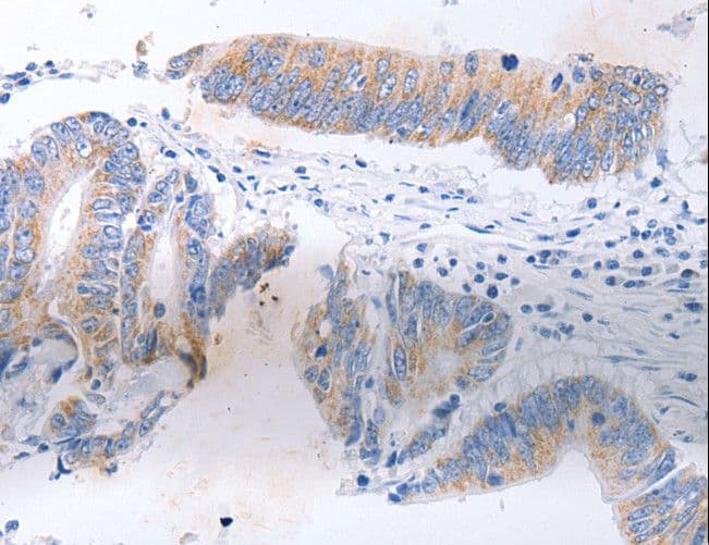 SERP1 Antibody