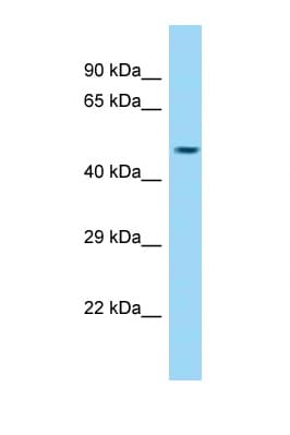 CCDC91 Antibody (aa215-264)