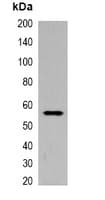 His Tag Antibody