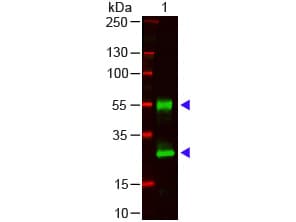 Goat Anti-Mouse IgG Secondary Antibody