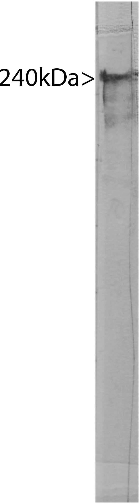 SPTAN1 / Alpha Fodrin Antibody (clone 3D7)