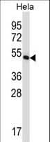 EF1G / EEF1G Antibody (aa208-237)