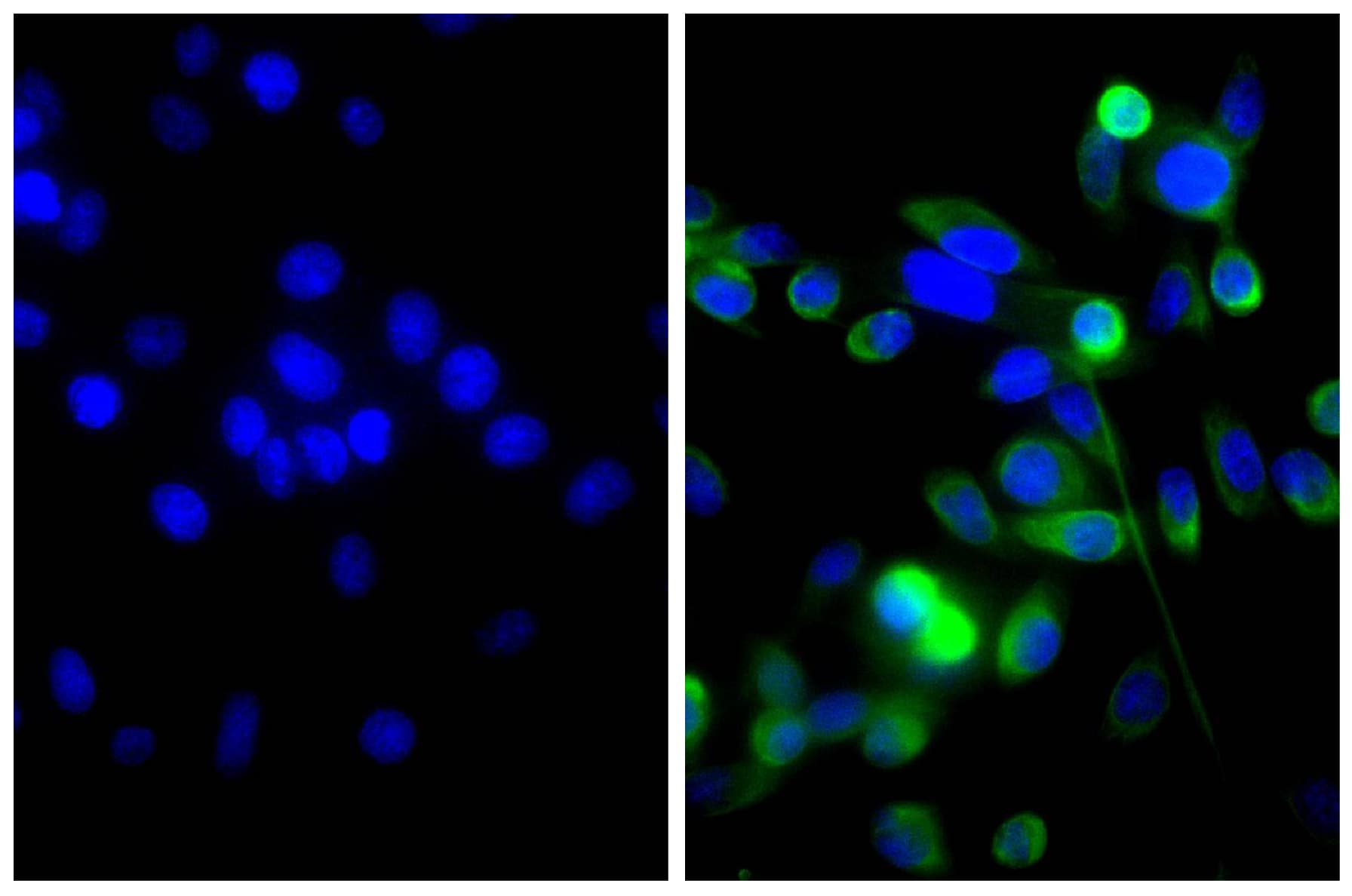 Goat Anti-Mouse IgG Secondary Antibody (AP)