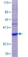 Human MS4A6E Protein (Recombinant GST)