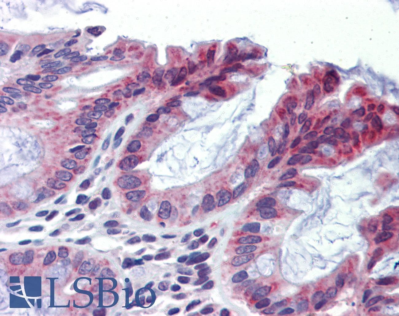 TULP2 Antibody (N-Terminus)