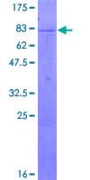 Human ZNF683 Protein (Recombinant GST)