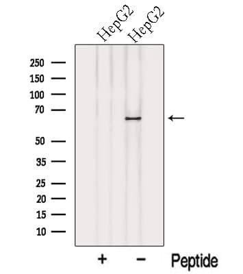 NELFB / COBRA1 Antibody