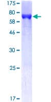 Human APOA4 Protein (Recombinant GST)