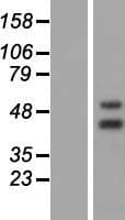 NR2E3 / PNR Protein (Over-Expression Lysate Myc-DDK (Flag))