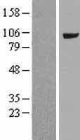 MVP / VAULT1 Protein (Over-Expression Lysate Myc-DDK (Flag))