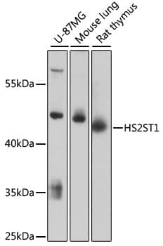 HS2ST1 Antibody