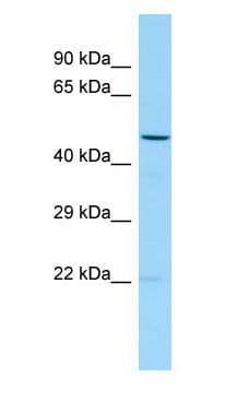 TMED2 Antibody (aa95-144)