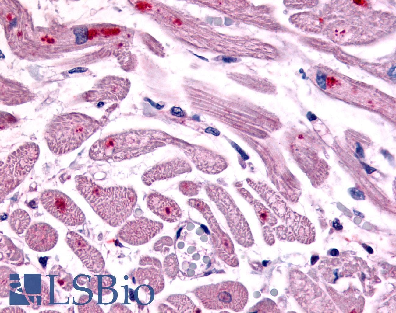 IHC-plus™ CXCR4 Antibody (Cytoplasmic Domain)