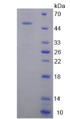 Mouse TNC / Tenascin C Protein (Recombinant His, N-Terminal)