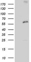 p58 / PSMD3 Antibody (clone OTI2C2)