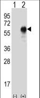 OIT3 Antibody