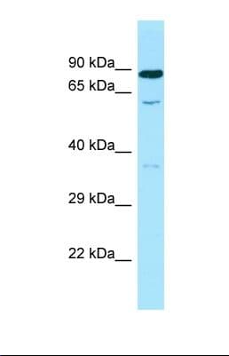 Polyclonal Rabbit anti-Human SMOX / PAO Antibody (aa285-334, WB)