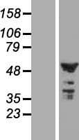 CNOT11 / C2orf29 Protein (Over-Expression Lysate Myc-DDK (Flag))