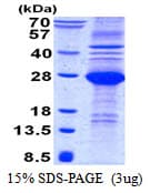 Human CD244 Protein (Recombinant His)