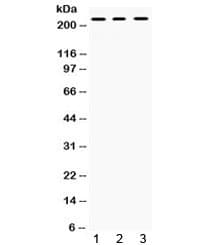 CD45 / LCA Antibody