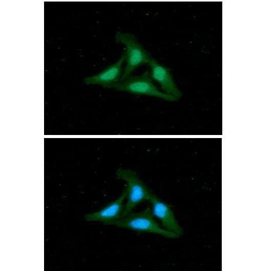 HDAC2 Antibody (clone AT3B1)