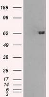 GBP2 Antibody (clone OTI4E7, Carrier-free)
