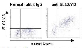 SLC2A13 / HMIT / GLUT13 Antibody