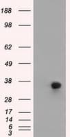 ERCC1 Antibody (clone OTI1G6)