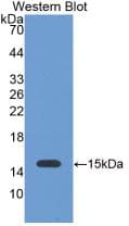 LGALS1 / Galectin 1 Antibody (Biotin)