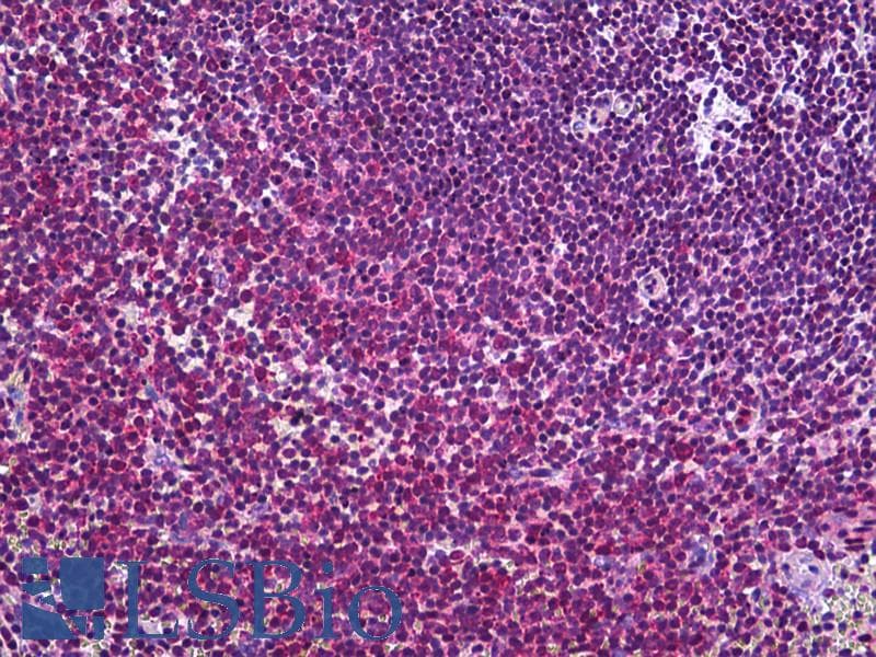 IHC-plus™ CFLAR / FLIP Antibody (clone 2F12)