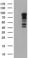 BIRC3 / cIAP2 Antibody (aa255-529, clone OTI1D12, Carrier-free)