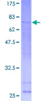 Human CREBL1 / ATF6B Protein (Recombinant GST)