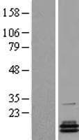 PCBD2 Protein (Over-Expression Lysate Myc-DDK (Flag))